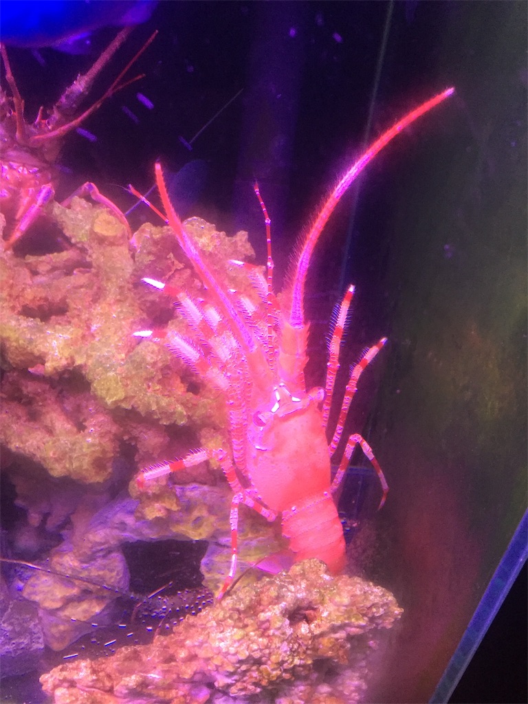 f:id:trebor77:20190630175224j:image