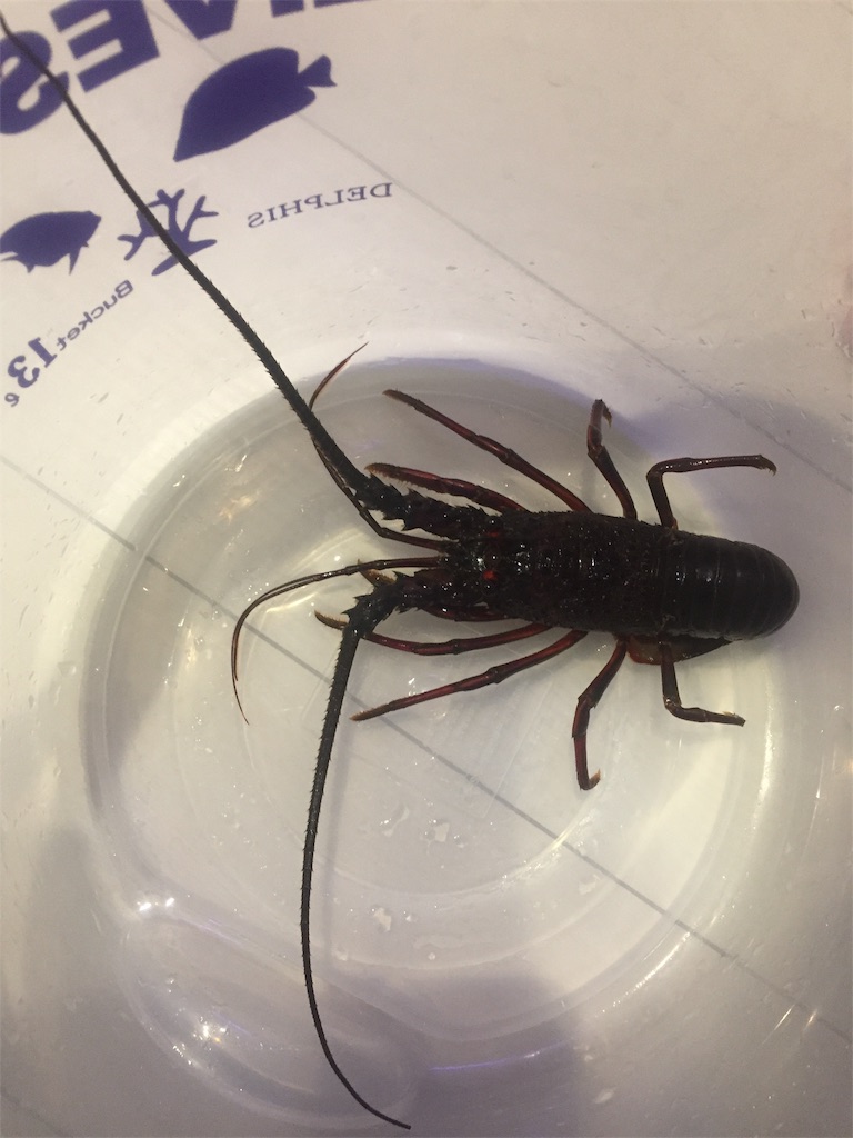 f:id:trebor77:20190630181354j:image