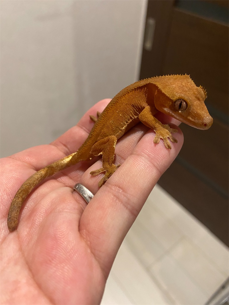 f:id:trebor77:20201229014811j:image