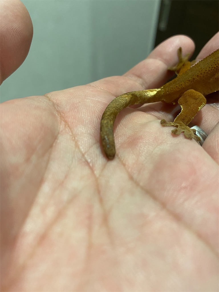 f:id:trebor77:20201229014928j:image