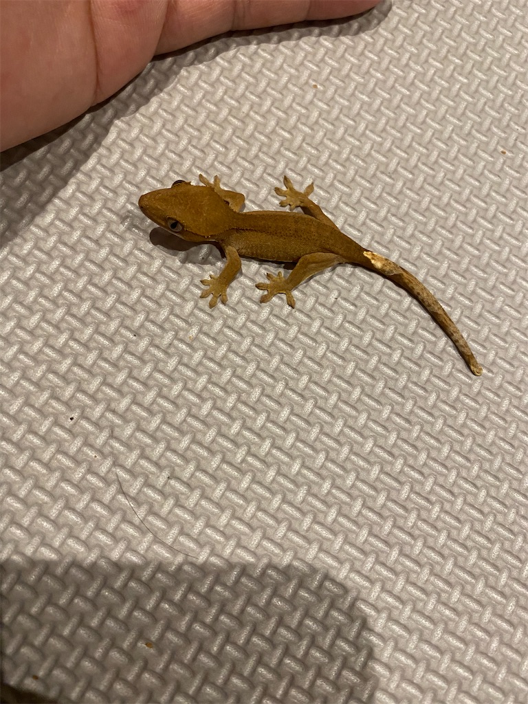 f:id:trebor77:20201229015217j:image