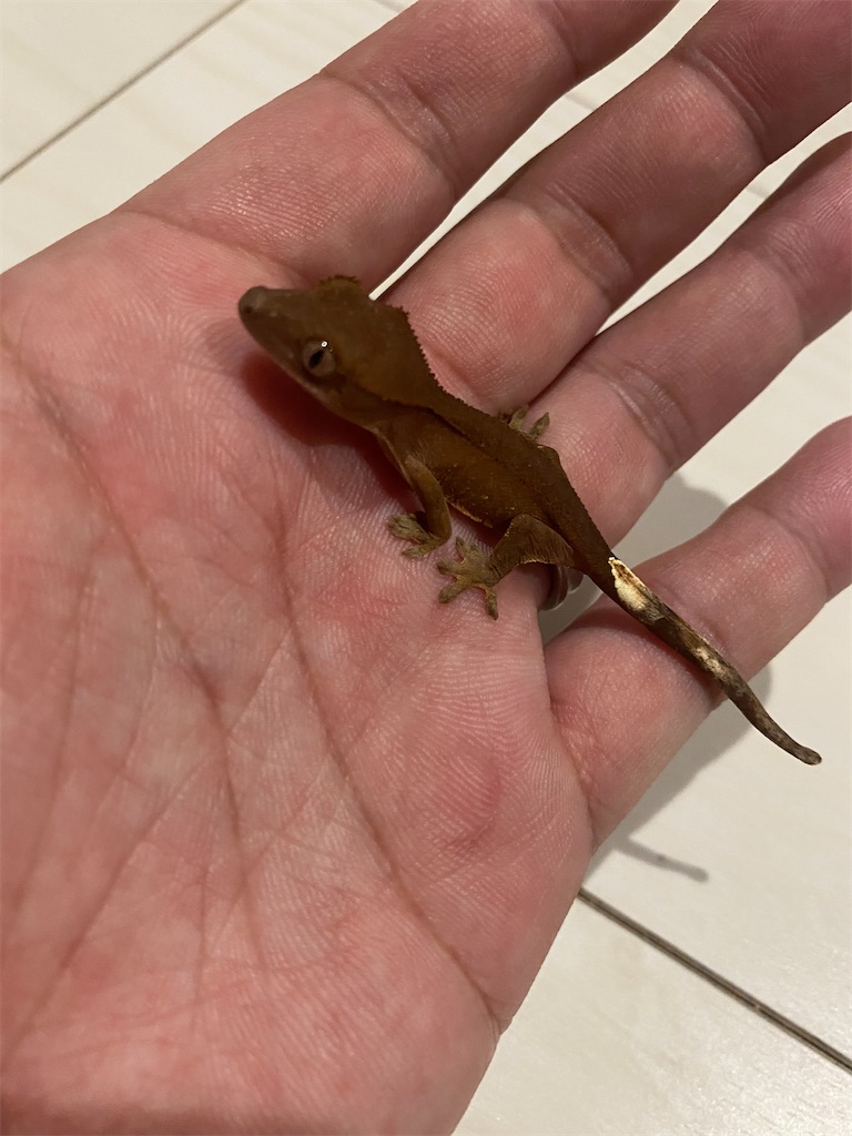 f:id:trebor77:20201229015430j:image