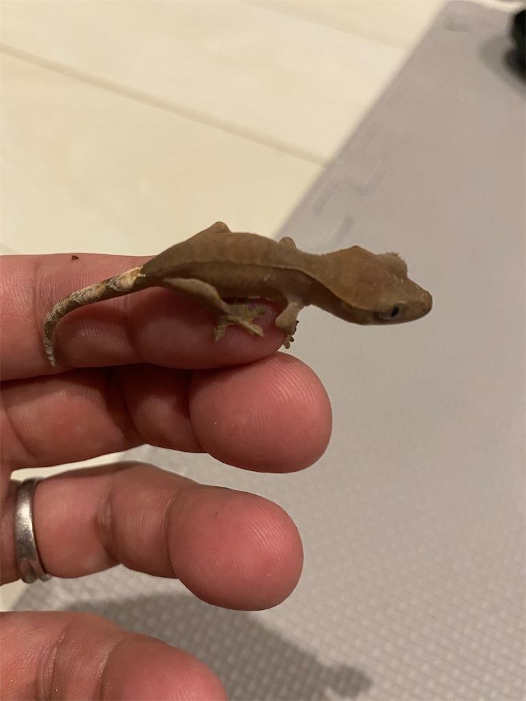 f:id:trebor77:20201229015628j:image