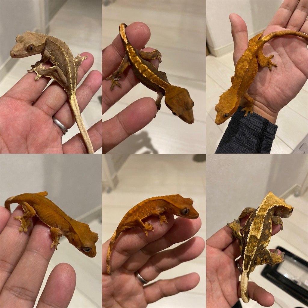 f:id:trebor77:20220220223809j:image