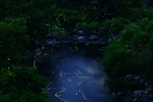 ホタルに住んでもらう候補地づくり - 自然と共に生きる♪毎日が宝物☆