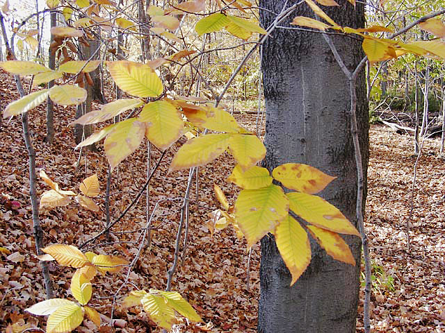 f:id:treesforyou:20071102152814j:plain