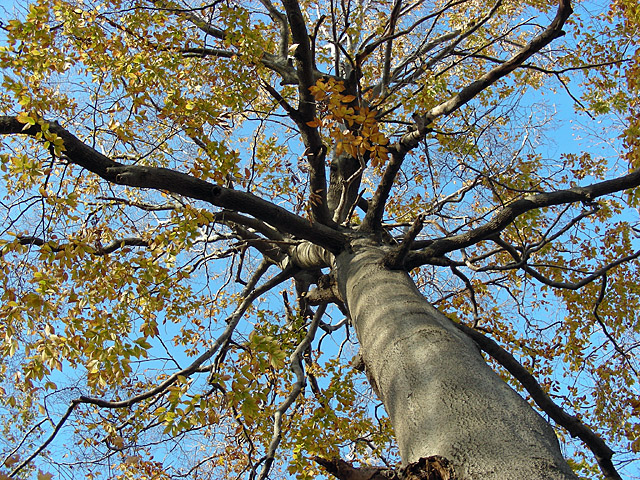 f:id:treesforyou:20071102153014j:plain