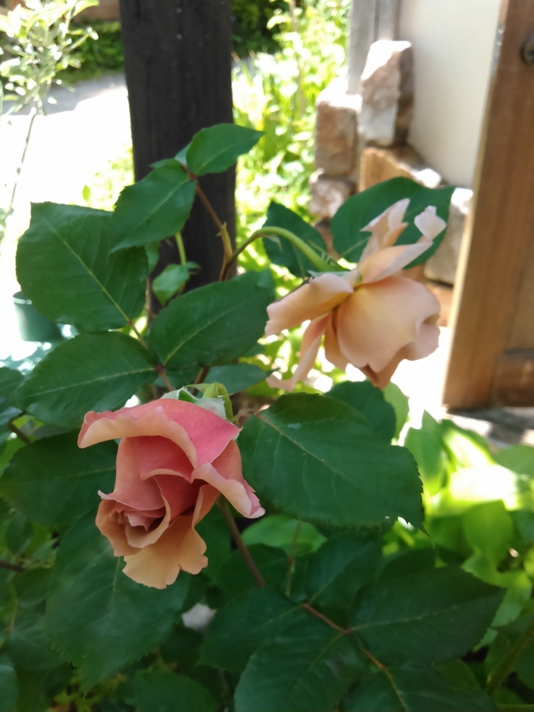 f:id:treeside:20170520120043j:plain f:id:treeside:20170520120043j:plain