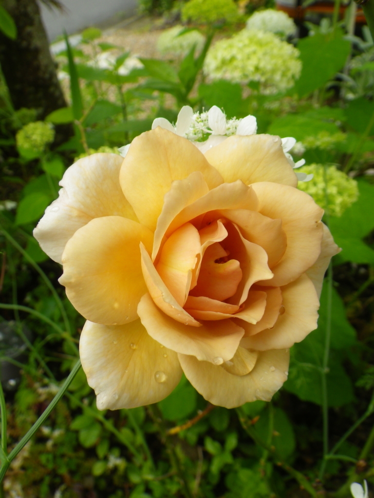 f:id:treeside:20180611085524j:plain f:id:treeside:20180611085524j:plain