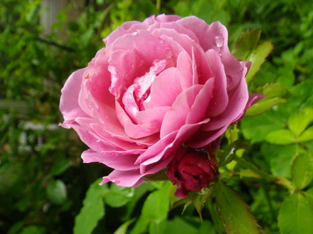 f:id:treeside:20180611085859j:plain f:id:treeside:20180611085859j:plain