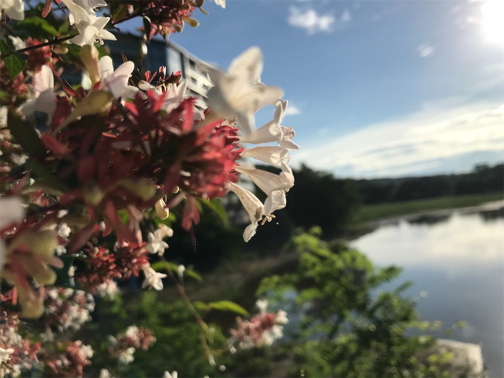 f:id:treetreeshain:20220627213646j:image