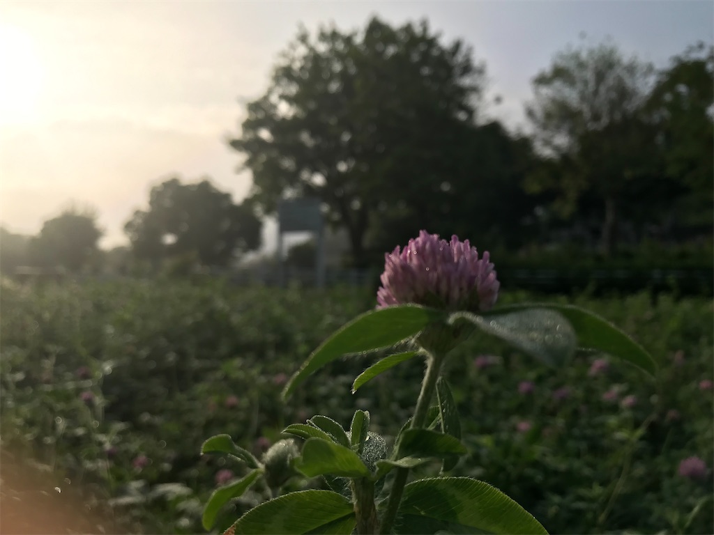 f:id:treetreeshain:20220627213708j:image