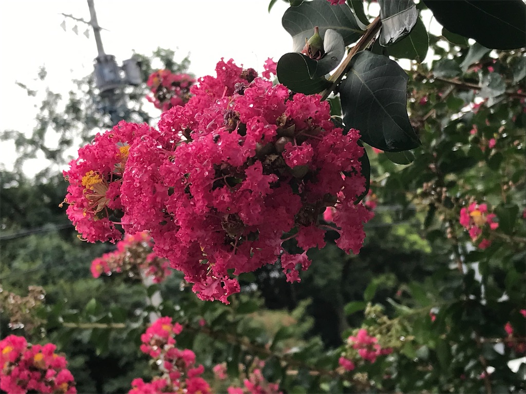 f:id:treetreeshain:20220830093829j:image