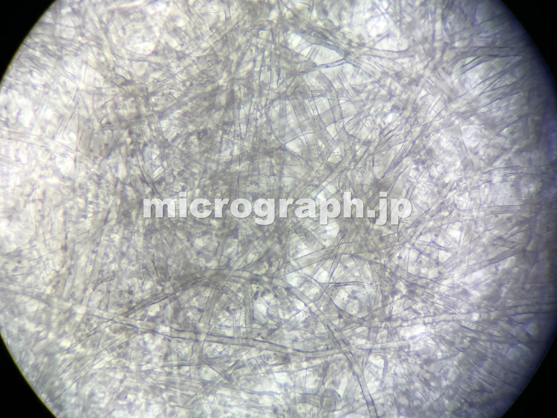 コピー用紙 普通紙 の顕微鏡写真 Micrograph
