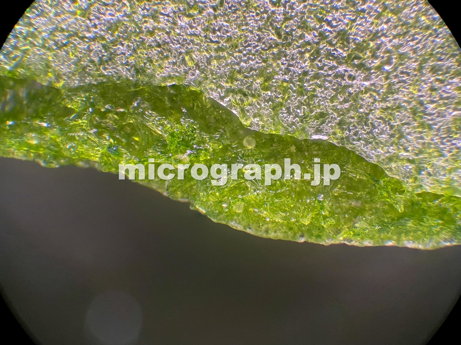 ほうれん草の顕微鏡写真 Micrograph