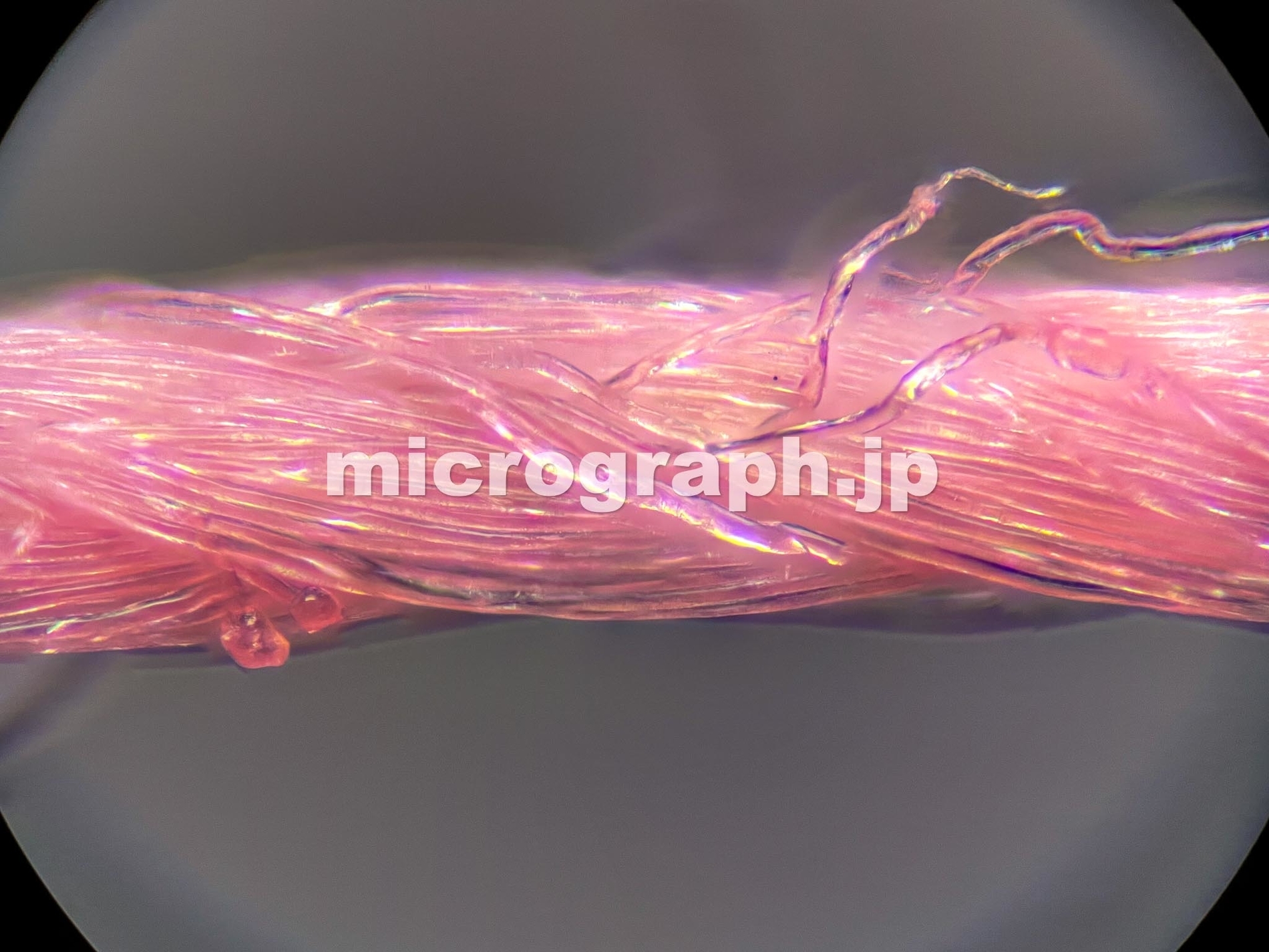 ミシン糸の顕微鏡写真 Micrograph