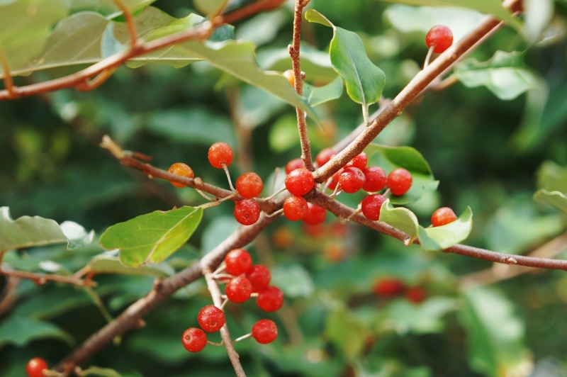 f:id:trick-spec:20130914101600j:plain