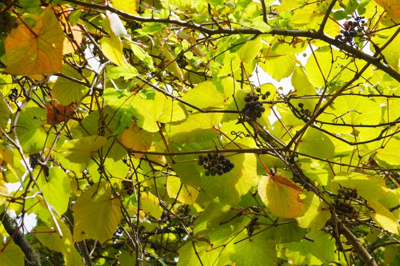 f:id:trick-spec:20130914102415j:plain