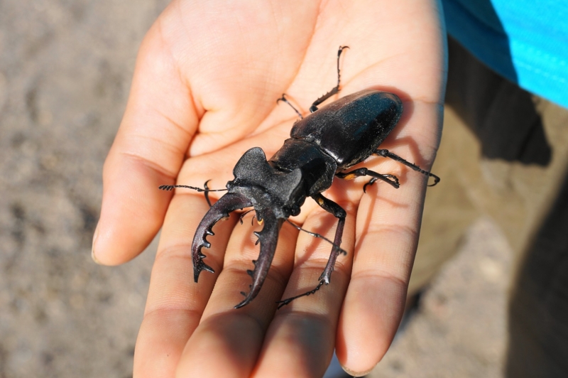 f:id:trick-spec:20140916083259j:plain