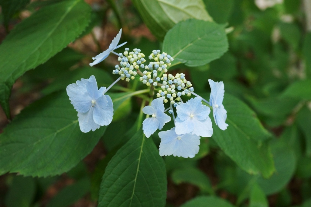 f:id:trick-spec:20160606133131j:plain f:id:trick-spec:20160606133131j:plain