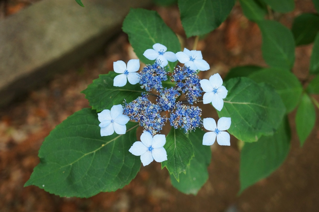 f:id:trick-spec:20160606133200j:plain f:id:trick-spec:20160606133200j:plain