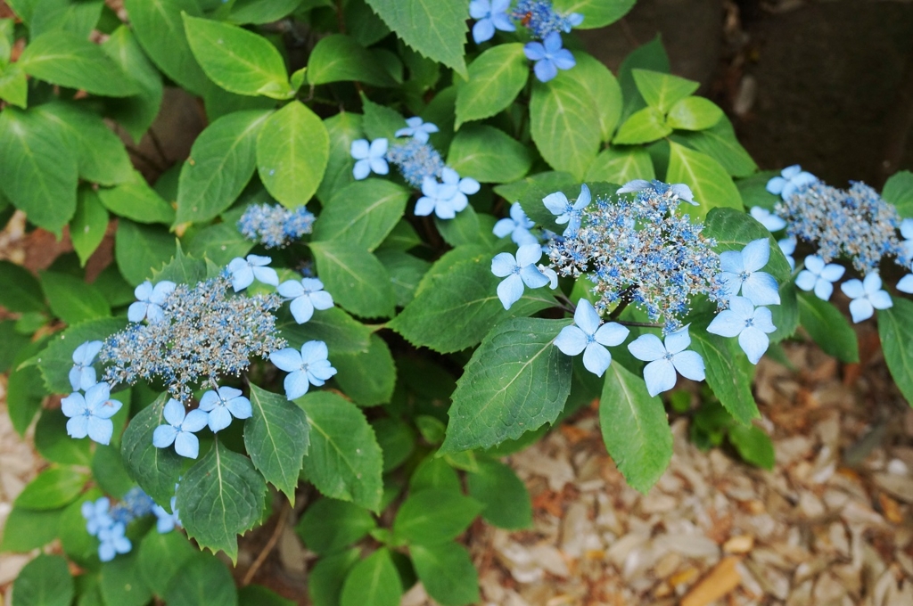 f:id:trick-spec:20160606133330j:plain f:id:trick-spec:20160606133330j:plain