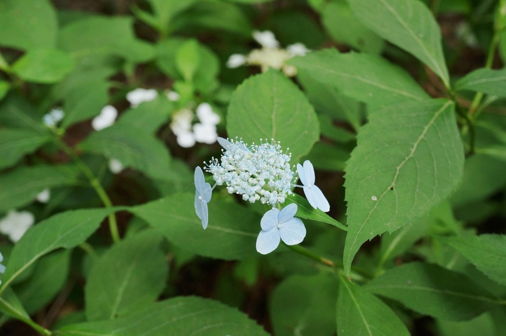 f:id:trick-spec:20160606133714j:plain f:id:trick-spec:20160606133714j:plain