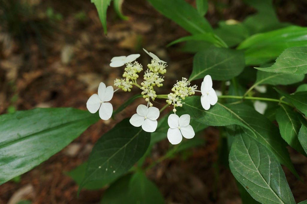 f:id:trick-spec:20160606133734j:plain f:id:trick-spec:20160606133734j:plain