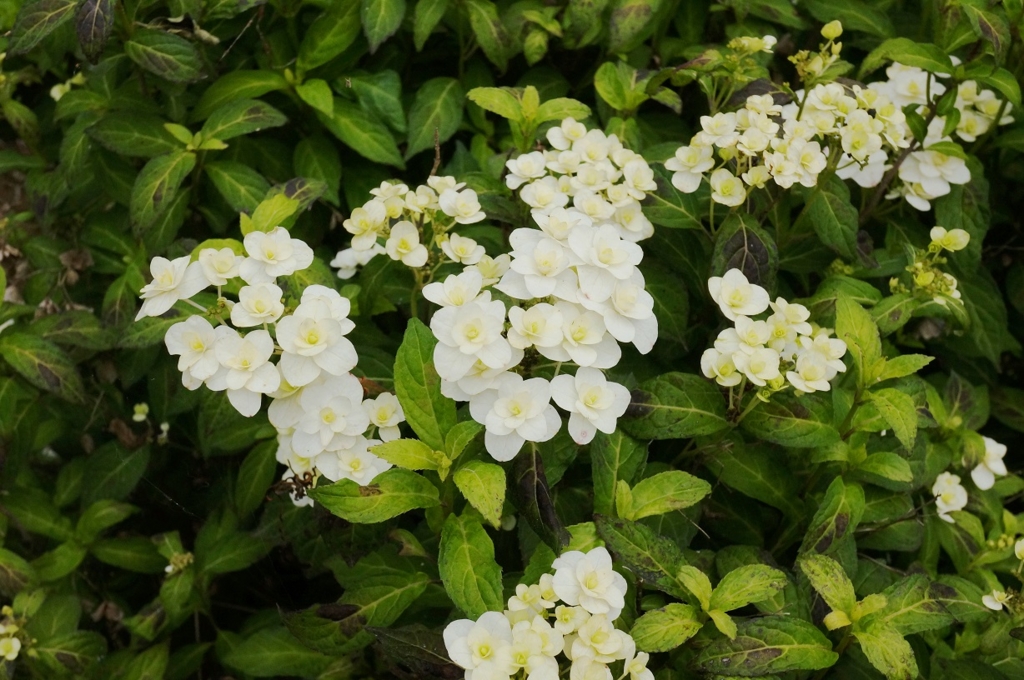 f:id:trick-spec:20160606134317j:plain f:id:trick-spec:20160606134317j:plain