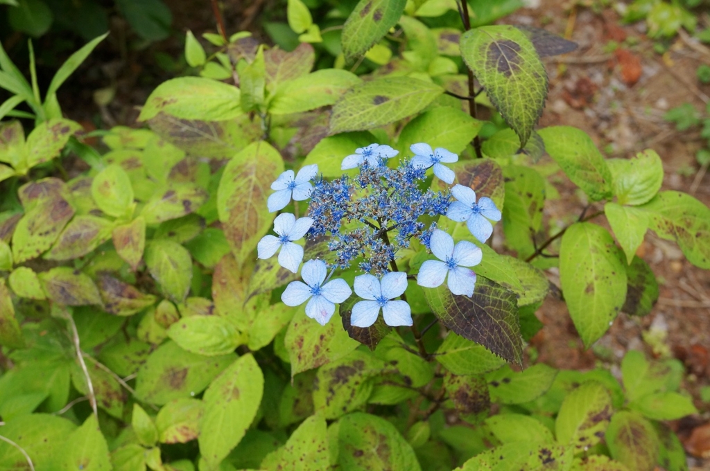 f:id:trick-spec:20160606134453j:plain f:id:trick-spec:20160606134453j:plain