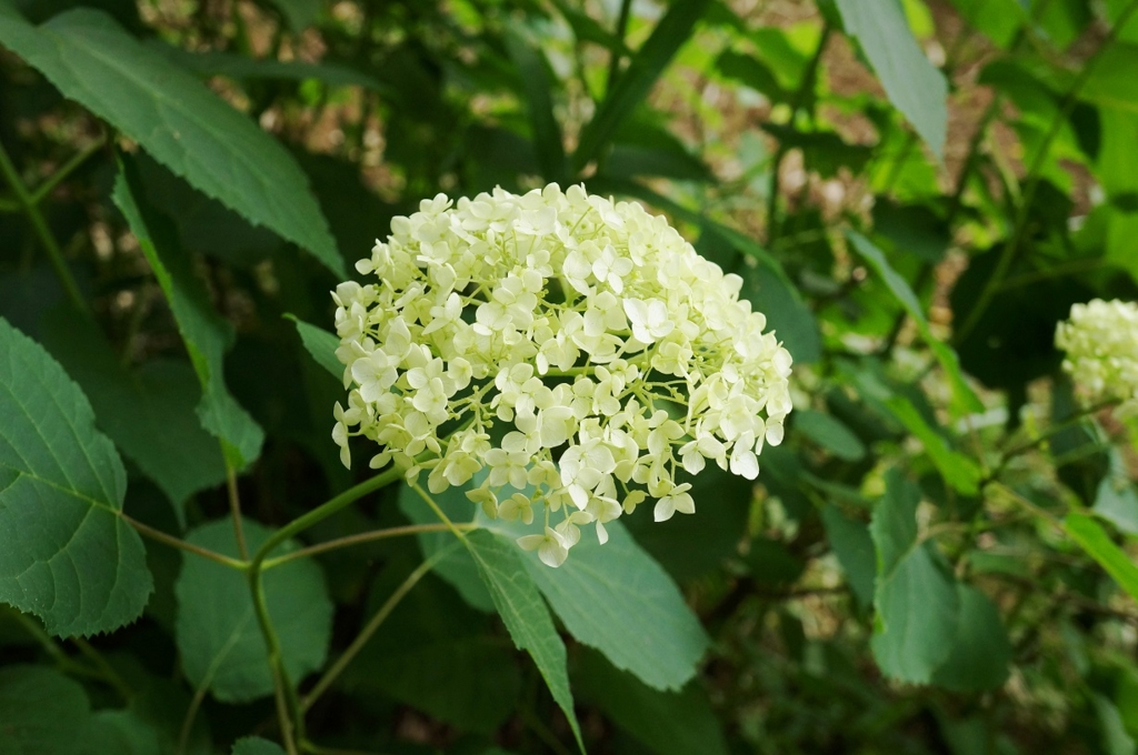 f:id:trick-spec:20160606134742j:plain f:id:trick-spec:20160606134742j:plain