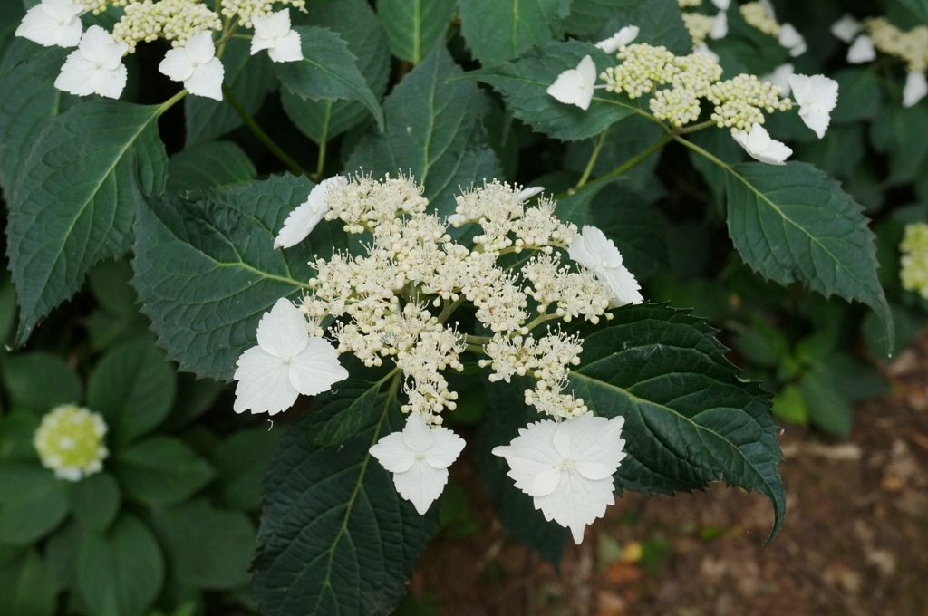 f:id:trick-spec:20160606134801j:plain f:id:trick-spec:20160606134801j:plain