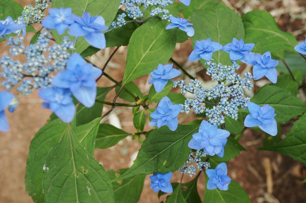 f:id:trick-spec:20160606135059j:plain f:id:trick-spec:20160606135059j:plain