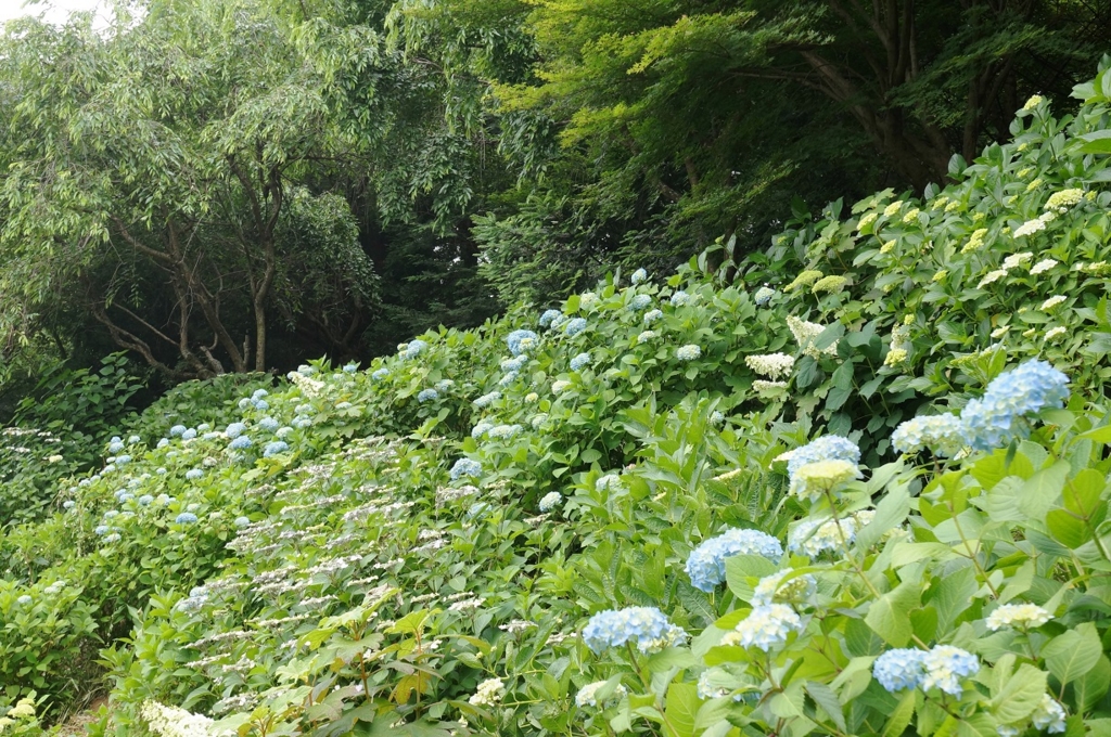 f:id:trick-spec:20160606135200j:plain f:id:trick-spec:20160606135200j:plain