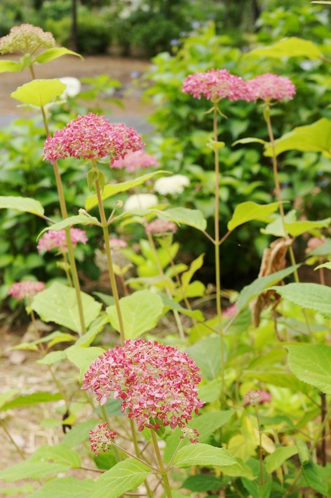 f:id:trick-spec:20160606135246j:plain f:id:trick-spec:20160606135246j:plain