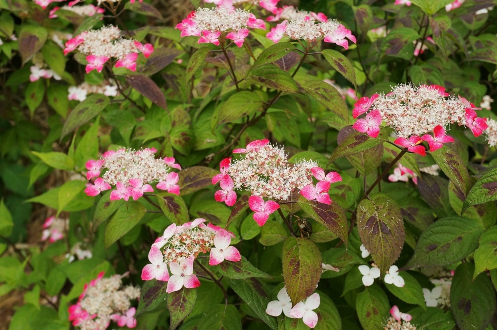 f:id:trick-spec:20160606135406j:plain f:id:trick-spec:20160606135406j:plain