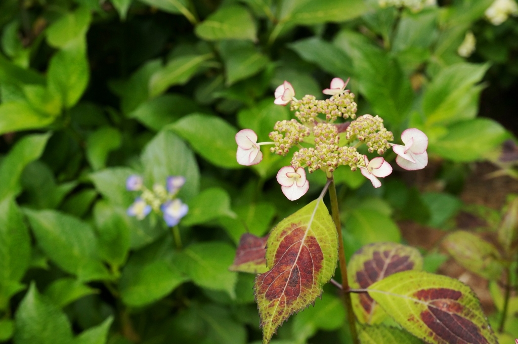 f:id:trick-spec:20160606135507j:plain f:id:trick-spec:20160606135507j:plain