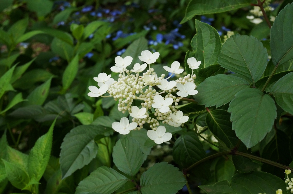 f:id:trick-spec:20160606135717j:plain f:id:trick-spec:20160606135717j:plain