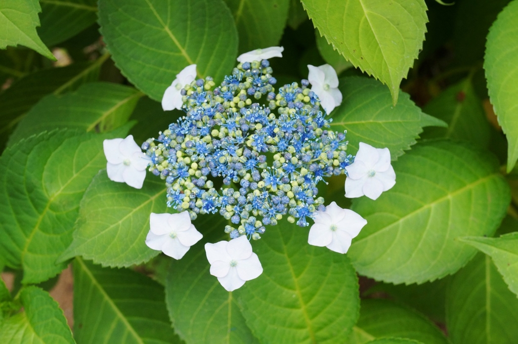 f:id:trick-spec:20160606135814j:plain f:id:trick-spec:20160606135814j:plain