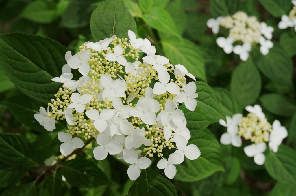 f:id:trick-spec:20160606140207j:plain f:id:trick-spec:20160606140207j:plain