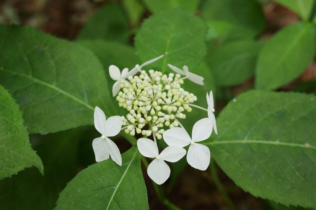 f:id:trick-spec:20160606140353j:plain f:id:trick-spec:20160606140353j:plain