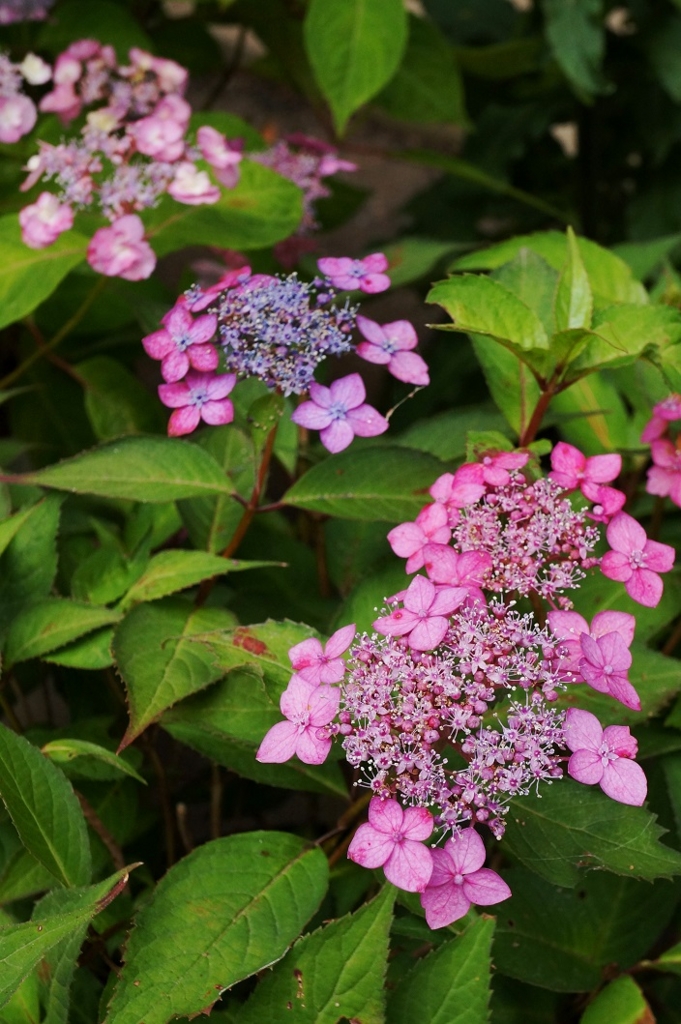 f:id:trick-spec:20160606141407j:plain f:id:trick-spec:20160606141407j:plain