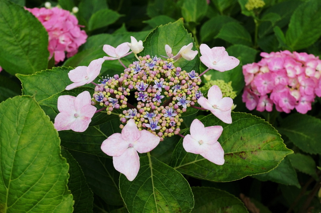 f:id:trick-spec:20160615131637j:plain