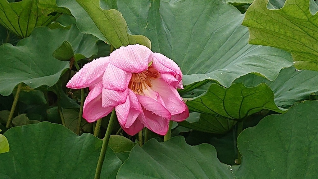 f:id:trick-star-forever:20200729121853j:image