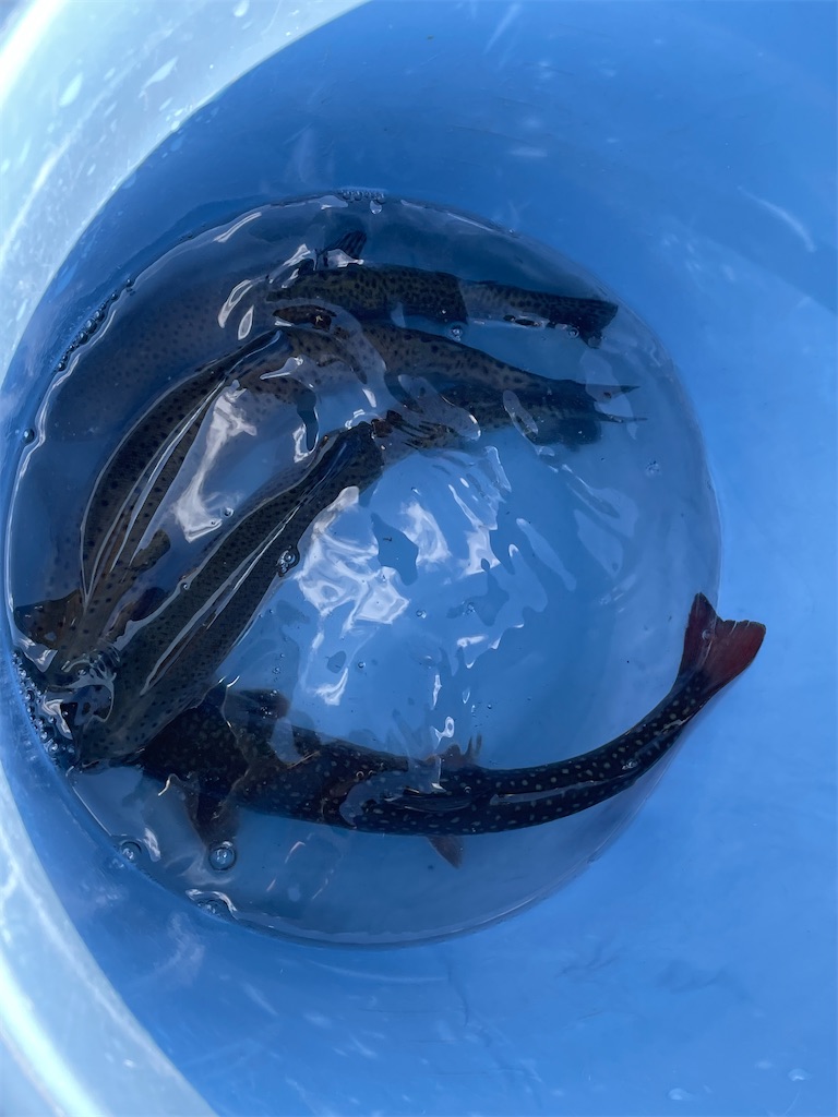 f:id:trick-star-forever:20221212150929j:image f:id:trick-star-forever:20221212150929j:image