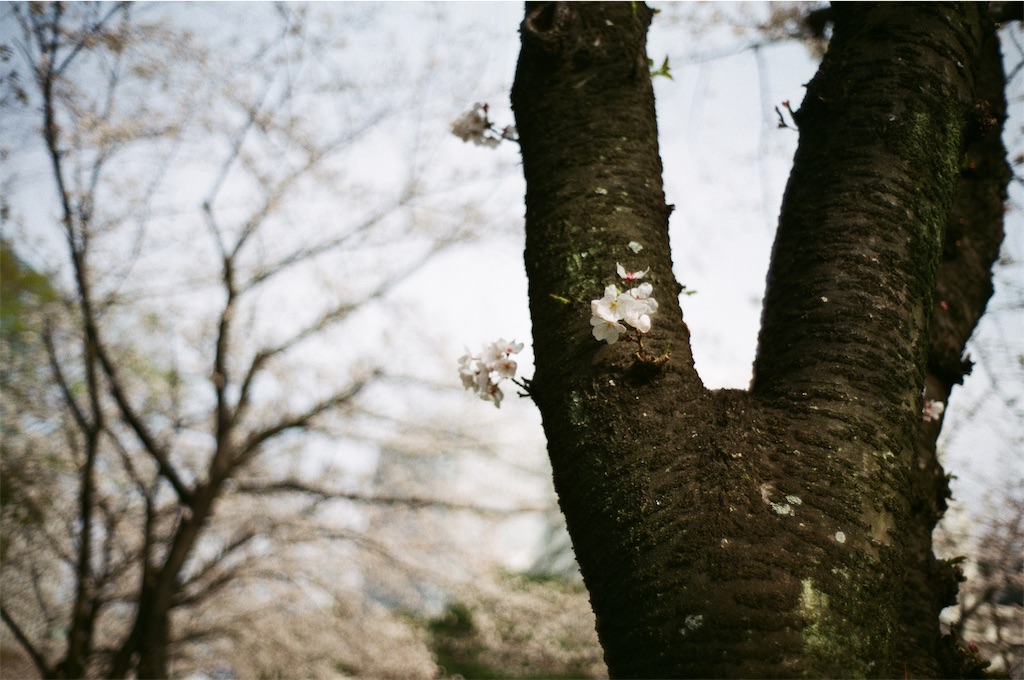 f:id:triforceyokohama:20250413221352j:image