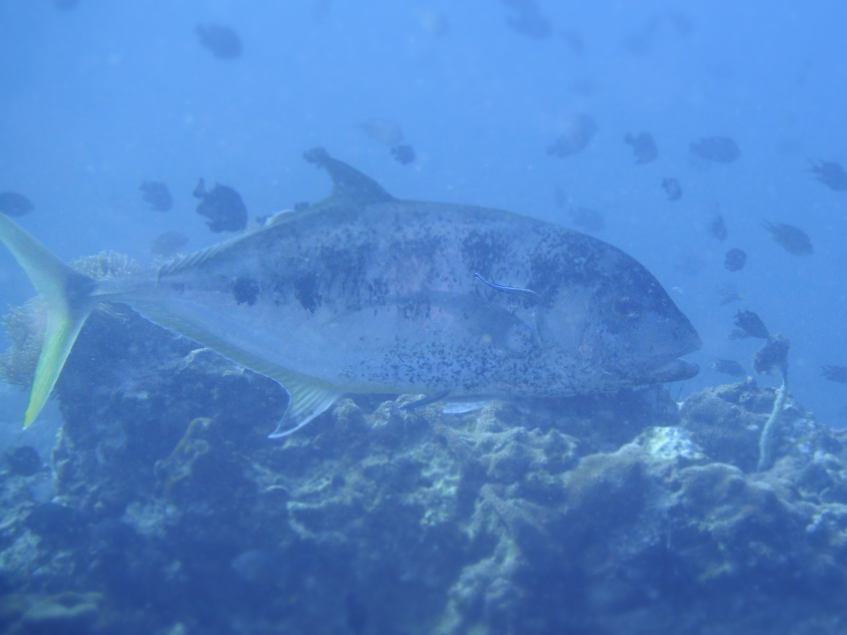 f:id:trikeratops123:20200501163215j:plain