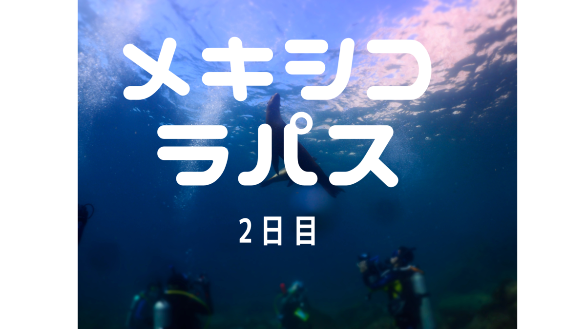 メキシコ・ラパス旅】2024-5年冬！！アシカパラダイスなダイビング！！-2日目- - 雲のかなた, image size:1200x675