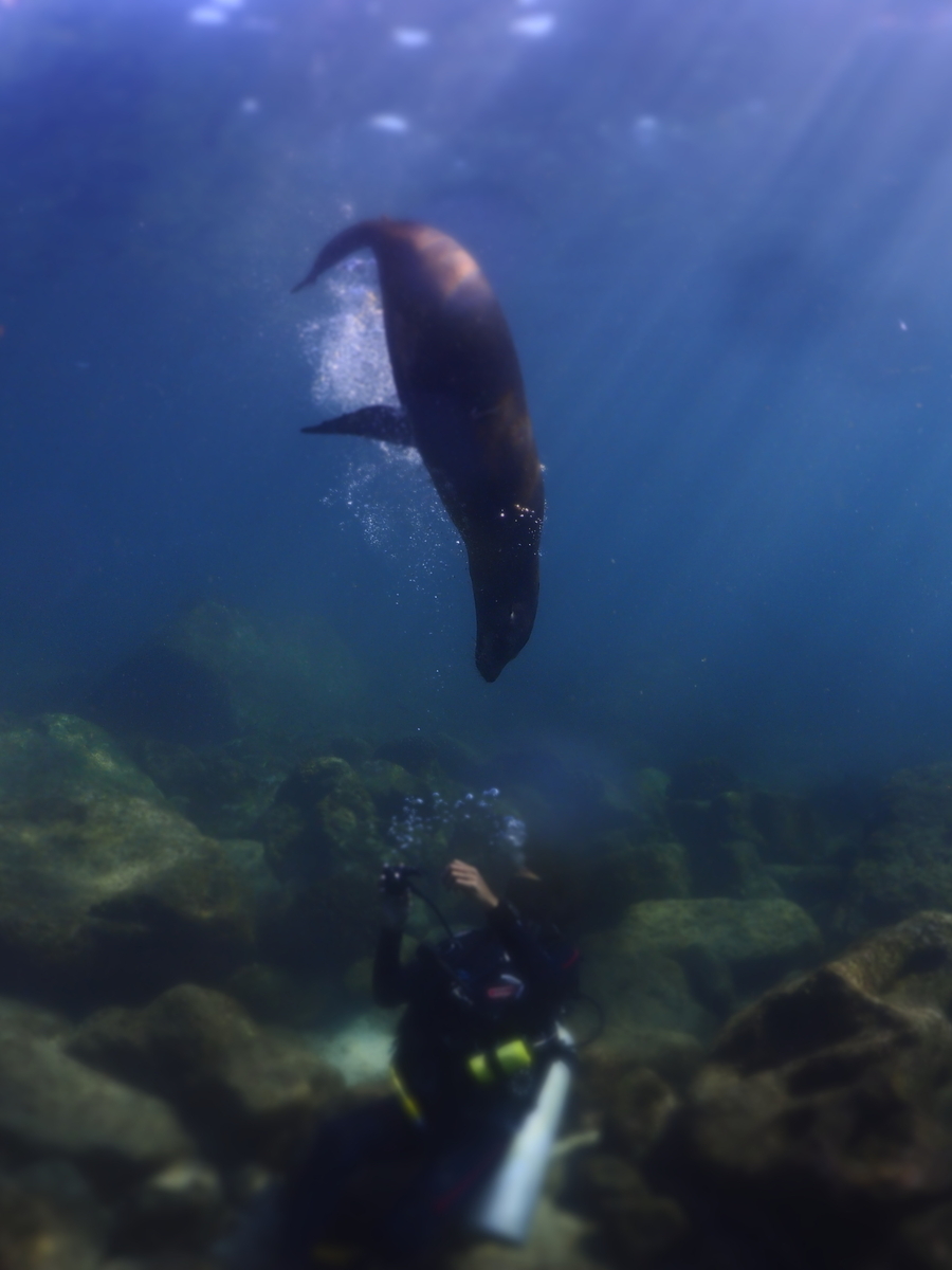 メキシコ・ラパス旅】2024-5年冬！！アシカパラダイスなダイビング！！-2日目- - 雲のかなた, image size:900x1200