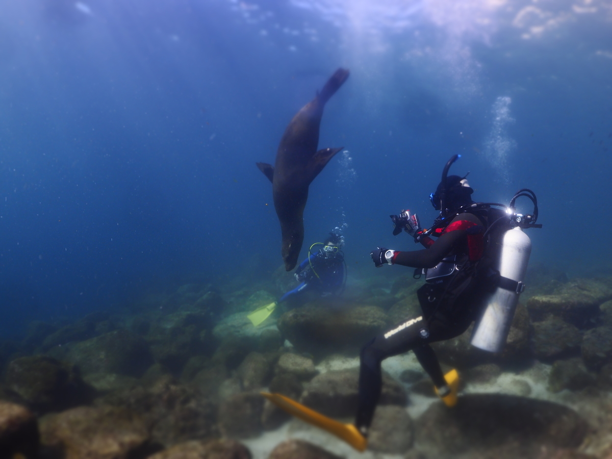 メキシコ・ラパス旅】2024-5年冬！！アシカパラダイスなダイビング！！-2日目- - 雲のかなた, image size:1200x900